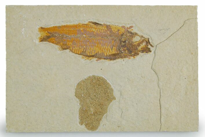 Plate with Fish and Sandy Stingray Coprolite - Green River Formation #357655
